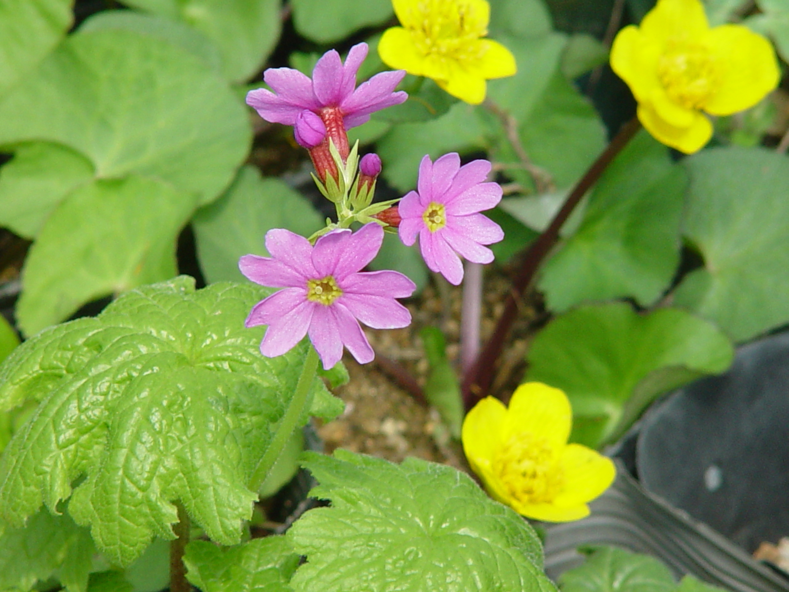 Primula jesoana